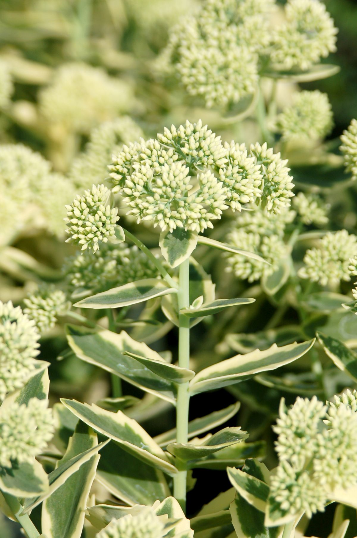 Sedum 'Autumn Charm™' (aka 'Lajos')